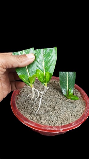 Discover how to grow periwinkle flower plant | Quick & effective guide