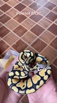 ตัวสุดท้ายไม่มีอยู่จริง!! งูใหม่มาละจ้าาา DG pastel ball python #งูบอลไพธอน #snake #ballpython