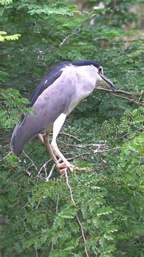 Black-crowned Night Heron in the Wild 🐦