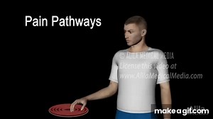 Physiology of Pain, Animation. on Make a GIF