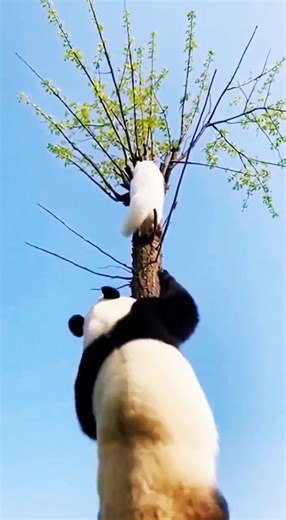 Cat Hides in a Tree, Panda Hits the Ground, Husky Keeps Barking