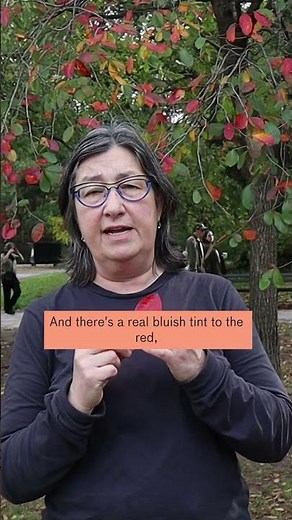 How to identify a #blackgum tree by its fall color! #fallingleaves #fallfoliage 🍂