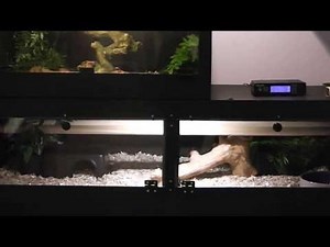 Snake / Reptile Room Tour & Caging Review