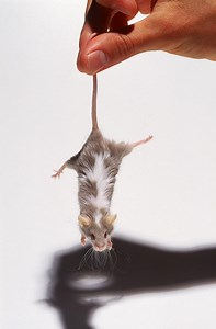 Mouse Stem Cell Discovery Speeds Cures