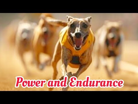 **"Greyhound Racing Techniques: Training for Victory"**