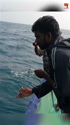 Hooked a Grouper Fish Using Prawn as Bait! #fishing #fishingvideo #fishingtime