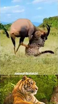 Cheetah Funny Fails | Wild Animals Comedy Compilation 2025