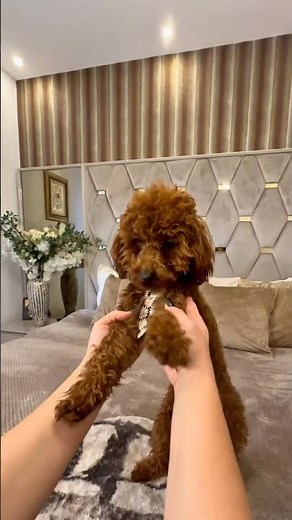 Pudel Toy Mini #relax #pudel #youtubeshorts Barny 🐻