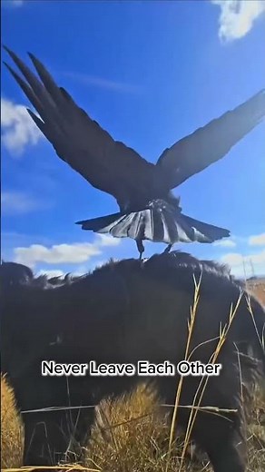 Unlikely Friends: The Crow and the Dog!