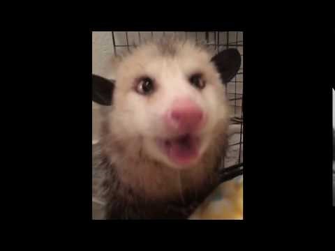 Cutest possum sounds ever