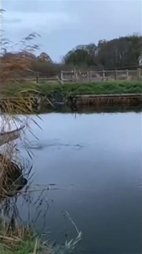 Catching on the pole #wfafreshwaterfishing #fishing #norfolkbroads