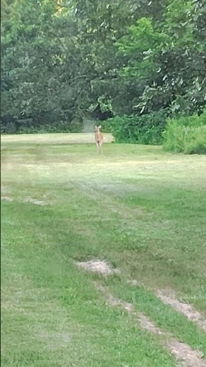 Whitetail Deer 🦌 Sw Missouri