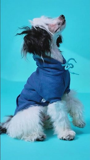 POV: You became a Cobasi model 🐶📸
