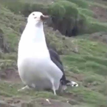 seagull eating a whole rabbit