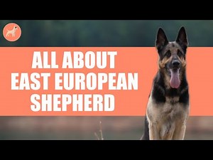 East European Shepherd: All About This Protective and Loyal Dog Breed