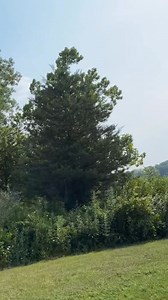 16ft long Piranha in the lake! | Ed Bassmaster