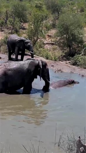 Elephants' Social Behavior: Why They Don't Share