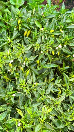 4 청양풋고추 겨울까지 보관 #고추보관법#냉동실보관#주말 농장 #viral #food #farming #자연농원 #자연순환농법 #영양식 #제철음식