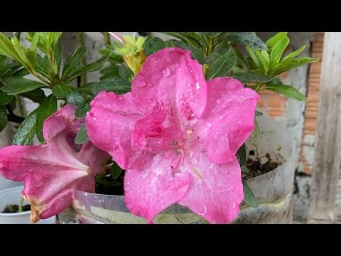 ￼ minha azaleia🌸/ cuidados e adubação para fluir linda”￼