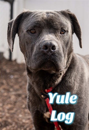 Yule Log is a very cute big boy with floppy ears. He is a very scared, but super sweet, We understand that he is beautifully dog friendly and is gentle with treats. Yule Log acts housetrained and will visit with you for treats. He likes balls and toys too. If he could find a foster who could work with him, that would be great. He just needs some love and attention ❤️🐶🐕 #adoptdontshop #dogsoftiktok #dogtok #lifeline #rescuedog