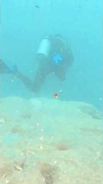 Scuba Diving - Great Barrier Reef in a Storm Highlights