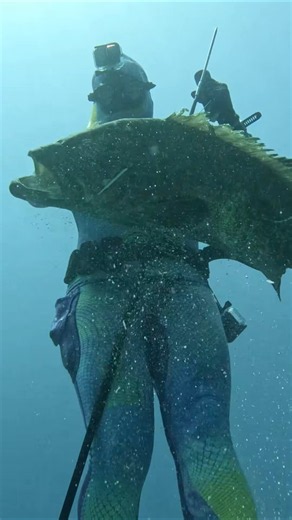 Spearfishing Giant Black Grouper! #fishing #spearfishing
