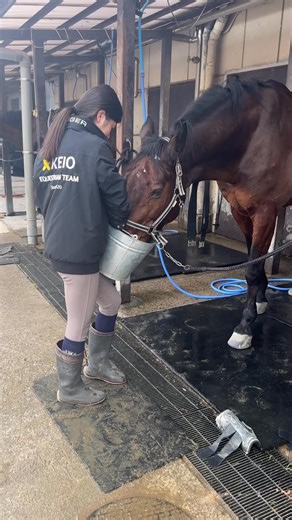 【馬と人、心ひとつに】ショート動画公開中🎥 馬術は、オリンピック競技の中で唯一”動物とともに行うスポーツ”であり、男女が同じ条件で競い合う競技です。 慶應義塾体育会馬術部では、大学生と一貫教育校の生徒が、学年や立場を超えて日々切磋琢磨しています。 「馬に学ばせてもらっています」と語る部員たち。馬の個性を理解し、溢れんばかりの愛情を注ぐ彼らと、優しいまなざしで寄り添う馬たちの姿からは、深い信頼関係が感じられます。 息を合わせて颯爽と馬場を駆けるその瞬間は、まさに人馬一体。 そんな魅力あふれる馬術部の活動を、馬たちの愛らしく、ちょっとお茶目な姿とともにショートムービーでお届けします。 ぜひご覧ください！🐎✨ 本編はこちら！ https://www.youtube.com/shorts/Kd2eYAnOZeA | 慶應義塾 / Keio University