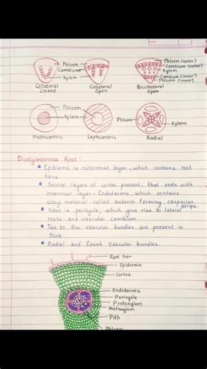 class 11th botany chapter number 6 anatomy of flowering plant