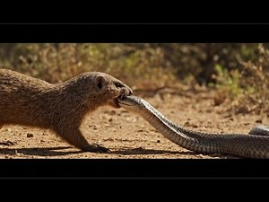 “Mongoose vs Cobra | Deadly Cave Battle (Full Fight in 4K)”