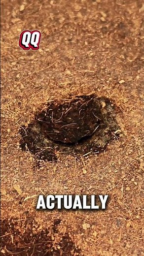 A Spider That Looks Like an Ancient Seal 🤯
