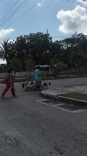 un día normal y depronto... unos perros con tanto flow, #dogs #fun #biker #perros