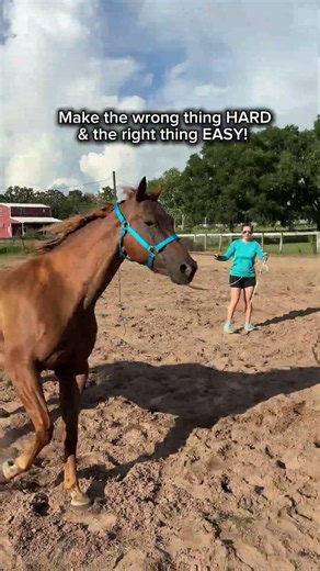 When they say lunging for respect doesn’t work #horse #equestrianjourney #equestrian