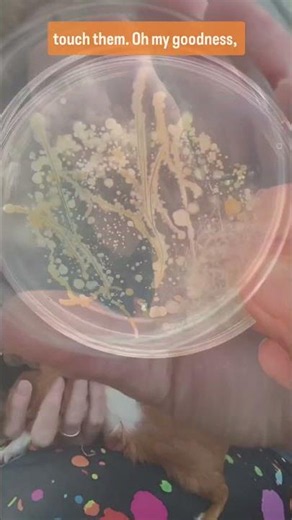 Pet Bugs 🦠