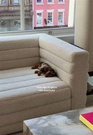 Adopting a Mini Dachshund: Your Perfect Companion