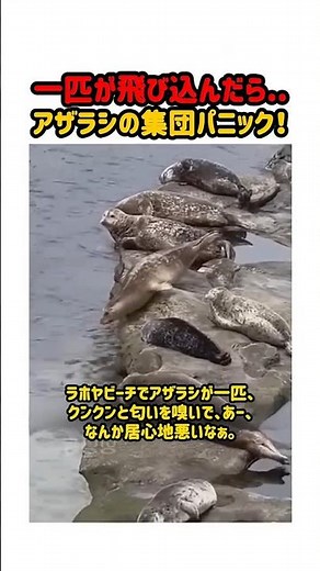 アザラシの集団パニック！一匹が飛び込んだらみんな続いた？ #アザラシ #動物 #面白い動画 #海 #ビーチ #可愛い動物 #集団行動 #癒し #ハプニング #ラホヤビーチ