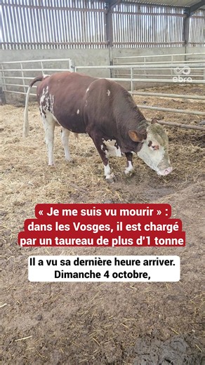 Il a vu sa dernière heure arriver. Dimanche 4 octobre, alors qu'il s'apprête à rentrer le seul taureau de son exploitation située à Landaville, dans les Vosges, Romain Balandier est chargé à plusieurs reprises par le bovin pesant plus d'une tonne. L’éleveur est traîné sur 25 mètres et tente de retenir les coups en s'agrippant aux oreilles de l'animal. #sinformersurtiktok #vosges #taureau #accident