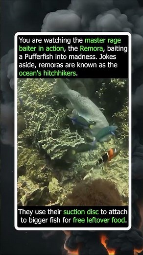 This Remora Is Driving A Pufferfish Crazy
