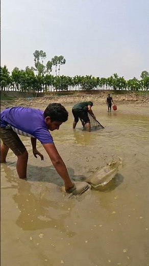Amazing Big Catfish Catching Technique By Hand During Dry Season #fishing #handfish #fish #catfish