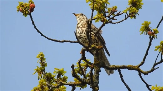 Mistle thrush calling (Turdus viscivorus) . It is a bird common to much of Europe, temperate Asia and North Africa. It is a year-round resident in a large part of its range, but northern and eastern populations migrate south for the winter, often in small flocks. | BIRDS & Nature