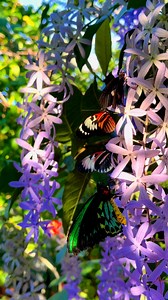 Good morning! ☀️ The beautiful butterflies are awakening, embracing the sunshine to warm their wings, and resting on the vibrant tropical wisteria, ready for their first morning flight. Listen to the sounds of lovely birds in the background.🦋❤️ #butterflyworldflorida #butterflyworld #birdwingbutterfly #pianokeybutterflyofinstagram #pianokeybutterfly #tropicalwisteria 💫🌺 | Butterfly World