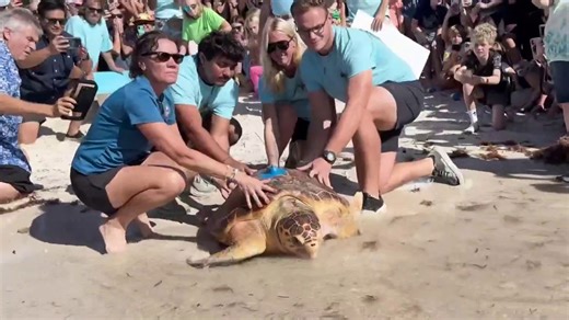 Endangered turtle returns to ocean after surgery to remove life-threatening tumor