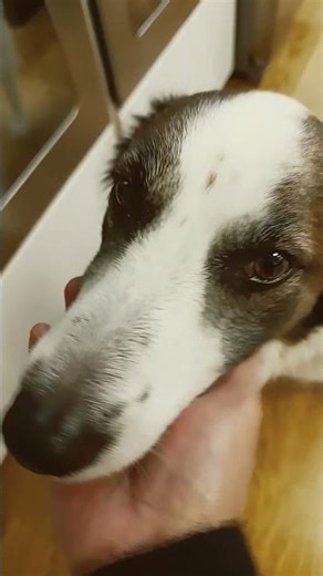 so cute#youtubeshorts#shortfeed #shortvideo #shorts