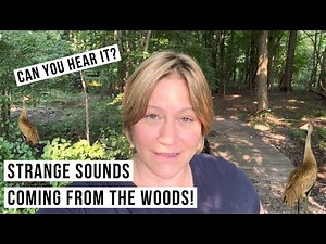 Strange Sounds In The Woods