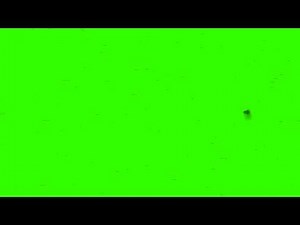 Swarm of Flies - Green Screen Animation
