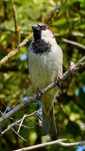 Male House Sparrow's Chirruping Call - Bird sounds #shorts