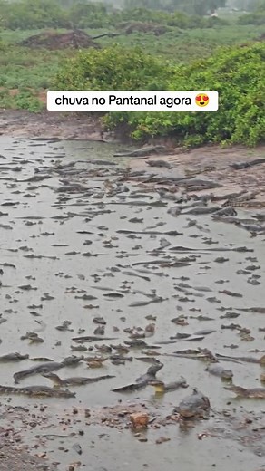 Chuva no Pantanal: Momentos de Gratidão e Maravilhas da Natureza