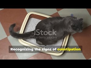 Cat Constipation Explained 🐱💩 | Causes, Symptoms & Easy Remedies for Relief!