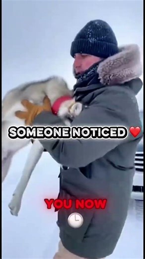 Beautiful husky was attacked by wolves #shorts