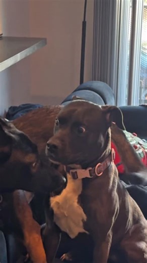 Alexis Elliott on Instagram: "coffee, play, new gym, new house, more training, eat, vets, more walkies, bed 💤 this video would’ve been tooo long if my whole day was in it, OH and work meeting 🙃"