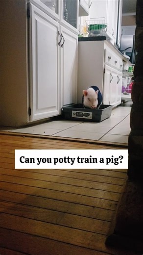𝐒𝐈𝐒𝐔 𝐑𝐄𝐅𝐔𝐆𝐄 | Here’s how we do it: 🐷🧻 1️⃣ Pick ONE potty area Consistency matters more than space. Limit your pig to a few rooms at first and keep the... | Instagram